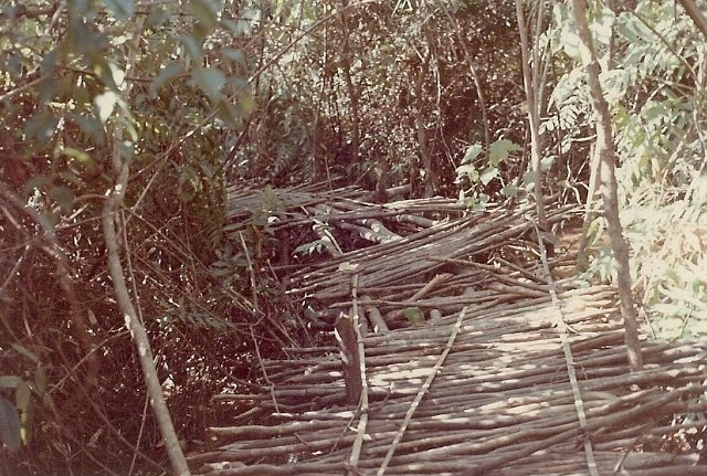 Bridge  through jungle 1